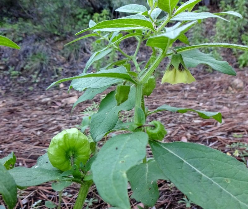 Physalis caudella, photographed by Andrew Tree
