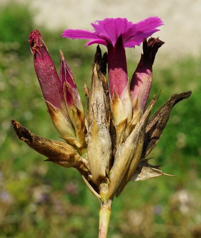 Dianthus giganteus, photographed by Patrick Hacker