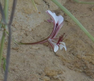 Pelargonium tetragonum, photographed by Nicola van Berkel