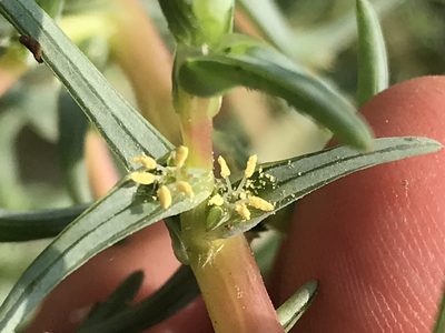 Salsola soda, photographed by LJ Moore-McClelland
