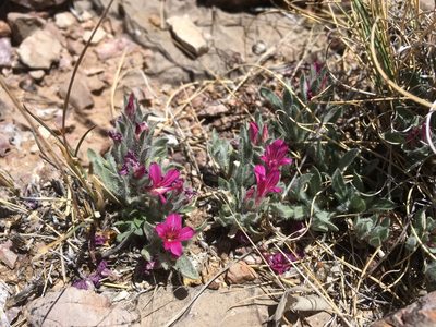 Stenandrium barbatum, photographed by Cecelia Alexander