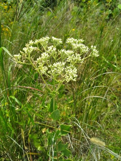 Eupatorium mikanioides, photographed by Scott Ward