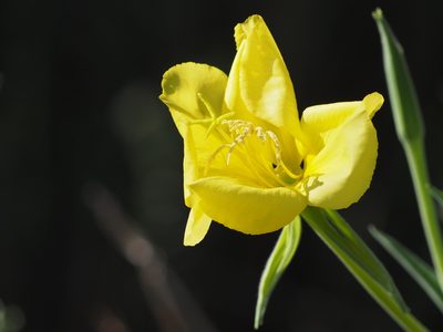 Oenothera elata, photographed by Clay Gibbons