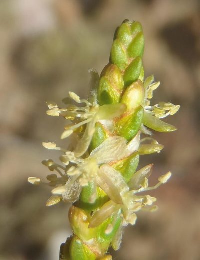 Passerina comosa, photographed by Nicola van Berkel