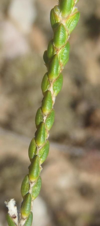 Passerina comosa, photographed by Nicola van Berkel