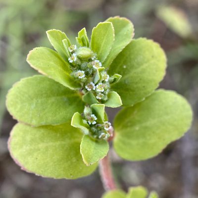 Euphorbia stictospora, photographed by Sue Carnahan