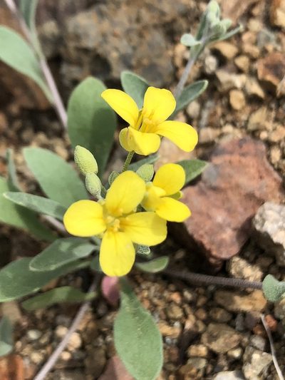 Physaria tenella, photographed by Enrique Martínez Núñez