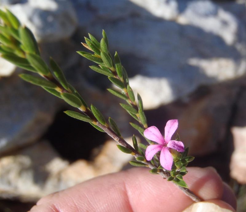 Acmadenia maculata, photographed by Nicola van Berkel