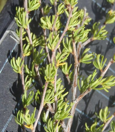 Cliffortia ramosissima, photographed by Nicola van Berkel