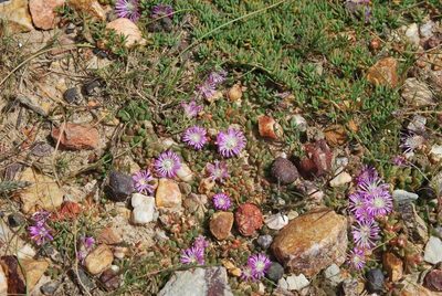 Disphyma dunsdonii, photographed by Charles Stirton