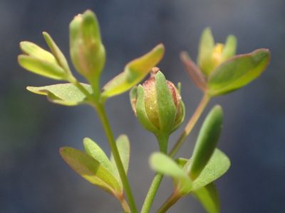 Hypericum mutilum, photographed by Allan Harris