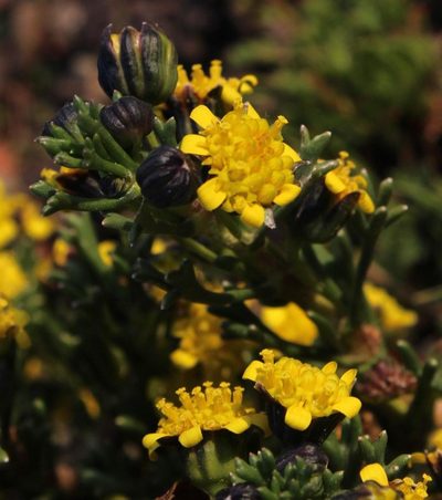 Euryops subcarnosus, photographed by Tony Rebelo