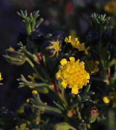Euryops subcarnosus, photographed by Tony Rebelo