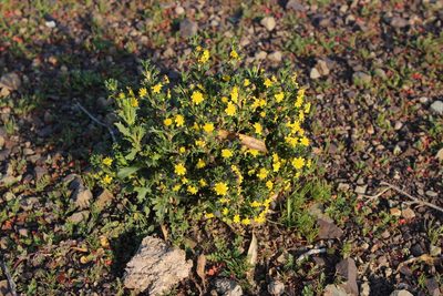 Euryops subcarnosus, photographed by Tony Rebelo