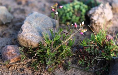 Heliophila pubescens, photographed by Tony Rebelo