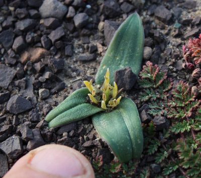 Colchicum cuspidatum, photographed by Tony Rebelo
