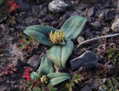Colchicum cuspidatum, photographed by Tony Rebelo