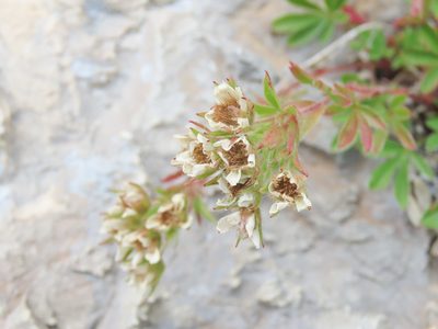 Potentilla caulescens, photographed by Emanuele Santarelli