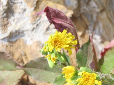 Hieracium racemosum, photographed by Emanuele Santarelli