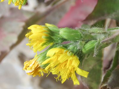 Hieracium racemosum, photographed by Emanuele Santarelli