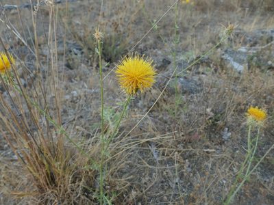 Centaurea ornata, photographed by Sara Navarro