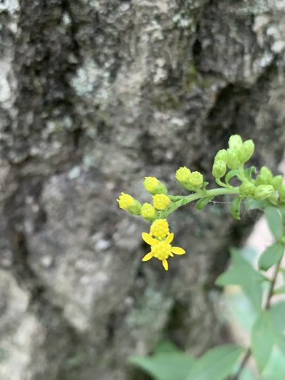 Solidago arguta, photographed by Elizabeth Axley