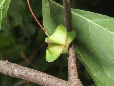 Euonymus latifolius, photographed by Emanuele Santarelli