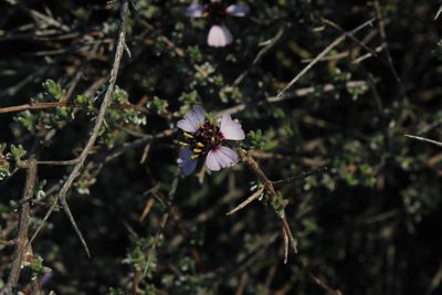 Eriocephalus eximius, photographed by Tony Rebelo