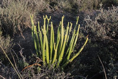 Euphorbia stolonifera, photographed by Tony Rebelo