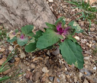 Chenopodium giganteum, photographed by Daniel Cahen