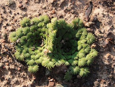 Oxalis palmifrons, photographed by Tony Rebelo