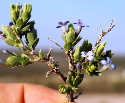 Gnidia cyanea, photographed by Tony Rebelo