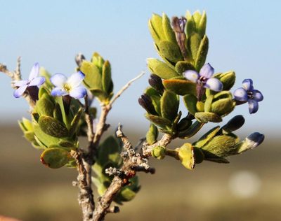 Gnidia cyanea, photographed by Tony Rebelo