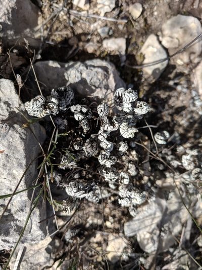 Notholaena candida, photographed by Alison Northup