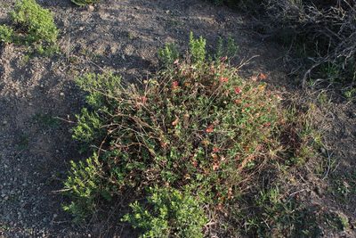 Pelargonium hypoleucum, photographed by Tony Rebelo