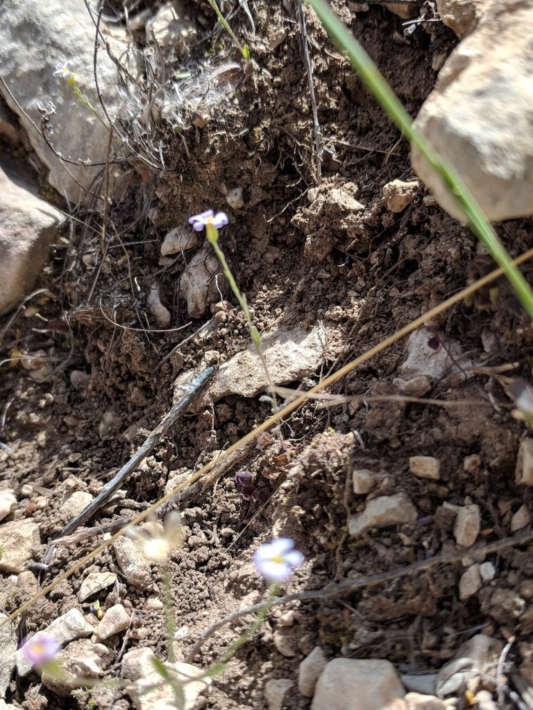 Chaetopappa bellidifolia, photographed by Alison Northup