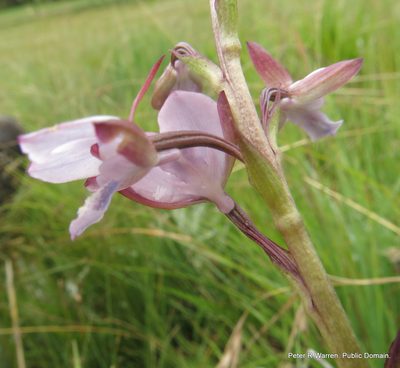 Eulophia zeyheriana, photographed by Peter Warren