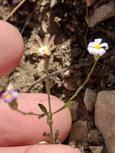 Chaetopappa bellidifolia, photographed by Alison Northup