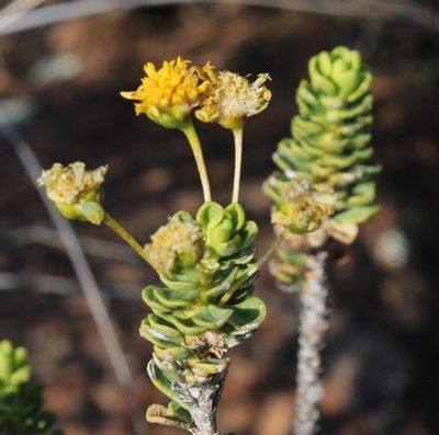 Euryops imbricatus, photographed by Tony Rebelo
