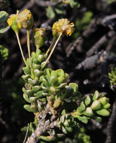 Euryops imbricatus, photographed by Tony Rebelo
