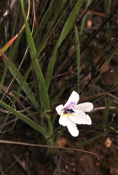 Babiana patersoniae, photographed by Tony Rebelo