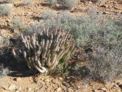 Quaqua mammillaris, photographed by Antoinette Eyssell Knox