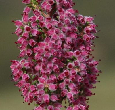 Erica puberuliflora, photographed by Tony Rebelo