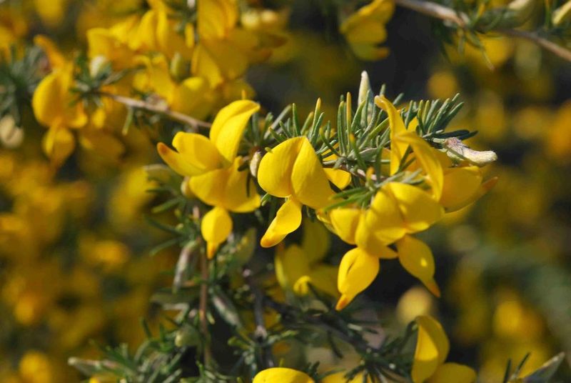 Aspalathus macrocarpa, photographed by Charles Stirton