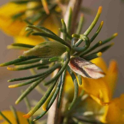 Aspalathus macrocarpa, photographed by Charles Stirton