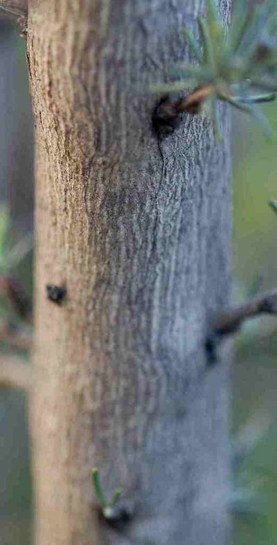 Aspalathus macrocarpa, photographed by Charles Stirton