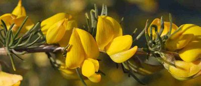 Aspalathus macrocarpa, photographed by Charles Stirton