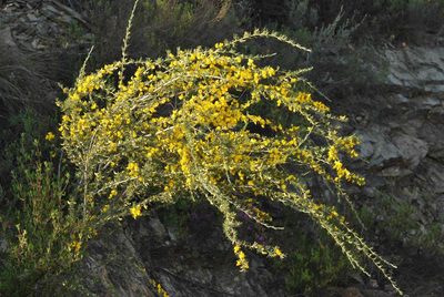 Aspalathus macrocarpa, photographed by Charles Stirton