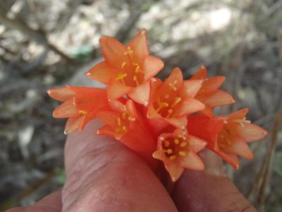 Cyrtanthus angustifolius, photographed by Nicola van Berkel