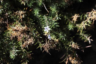 Wahlenbergia lycopodioides, photographed by Tony Rebelo